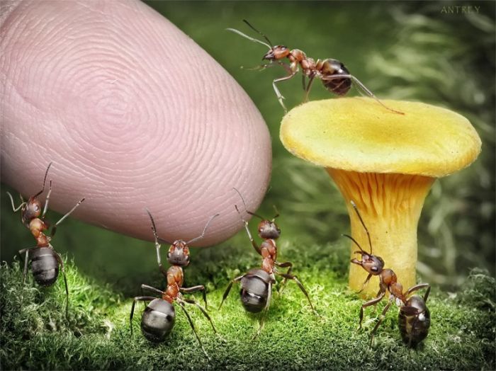 قصة حياة نملة – صور رائعة التقطها مصور بعدسته احتراماً لهذه الحشرة الرائعة 1330008151_083_ants_10