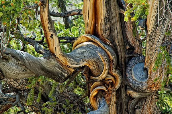 تعرفوا على أقدم شجرة فى العالم – شجرة صنوبر بولاية كاليفورنيا الأمريكية 13_bristlecone