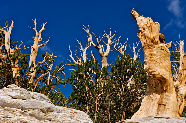تعرفوا على أقدم شجرة فى العالم – شجرة صنوبر بولاية كاليفورنيا الأمريكية 14_bristlecone