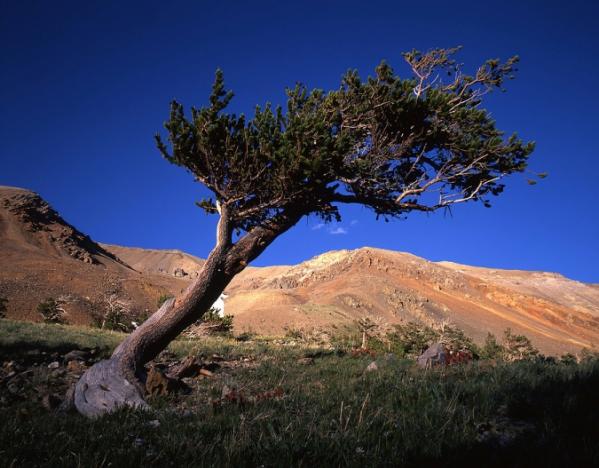 تعرفوا على أقدم شجرة فى العالم – شجرة صنوبر بولاية كاليفورنيا الأمريكية 15_Bristlecone-Pine-Tree-441440.img_assist_custom-600x468