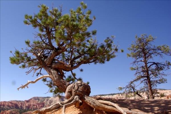 تعرفوا على أقدم شجرة فى العالم – شجرة صنوبر بولاية كاليفورنيا الأمريكية - صفحة 2 16_bristlecone.img_assist_custom-600x400