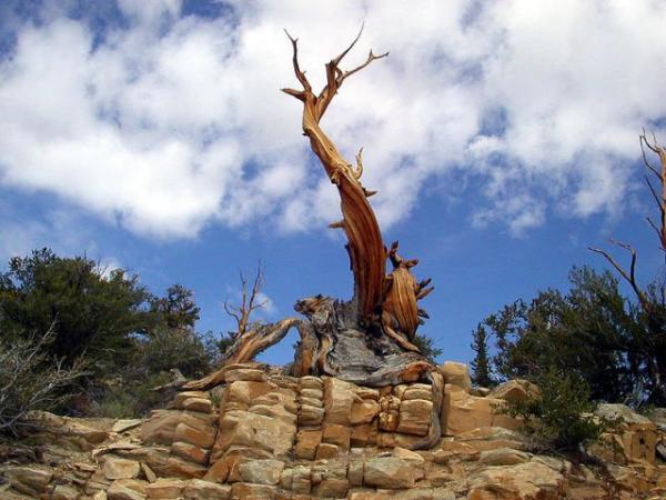 تعرفوا على أقدم شجرة فى العالم – شجرة صنوبر بولاية كاليفورنيا الأمريكية 17_Bristlecone_CA.img_assist_custom-600x450
