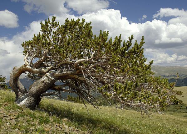 تعرفوا على أقدم شجرة فى العالم – شجرة صنوبر بولاية كاليفورنيا الأمريكية 1_bristlecone.img_assist_custom-600x428
