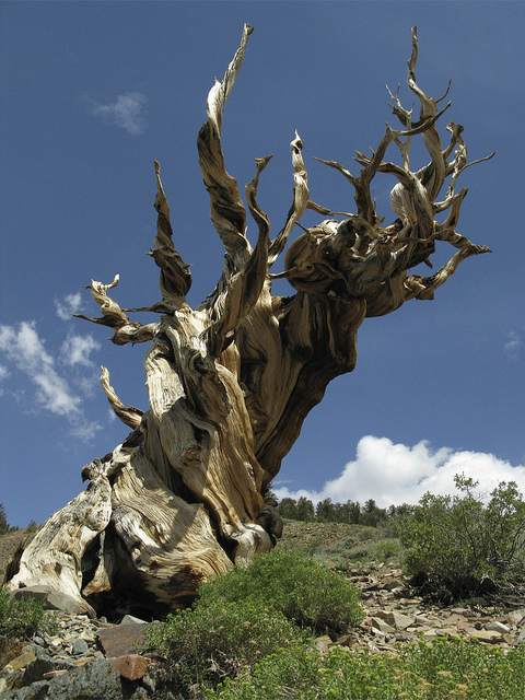 تعرفوا على أقدم شجرة فى العالم – شجرة صنوبر بولاية كاليفورنيا الأمريكية 3_bristlecone