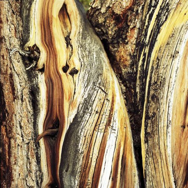 تعرفوا على أقدم شجرة فى العالم – شجرة صنوبر بولاية كاليفورنيا الأمريكية 4_bristlecone.img_assist_custom-600x600