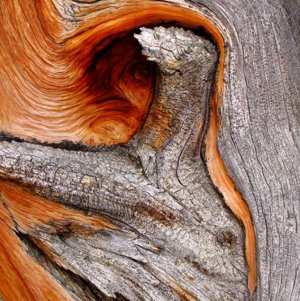 تعرفوا على أقدم شجرة فى العالم – شجرة صنوبر بولاية كاليفورنيا الأمريكية 6_bristlecone_close-upCropperCapture-1-.img_assist_custom-600x601