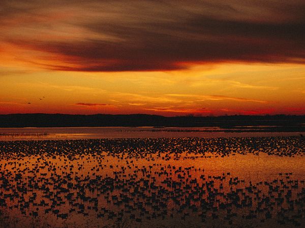 صور غروب وشروق الشمس Geese-squaw-creek_26298_600x450