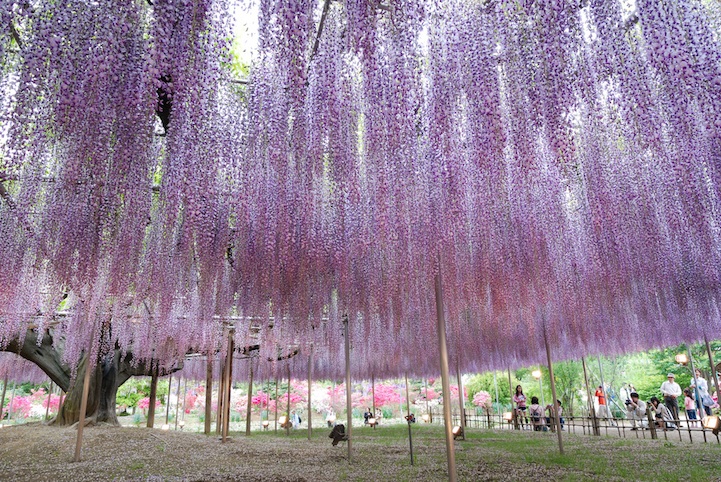 الشجرة الأجمل في العالم صور  Japan