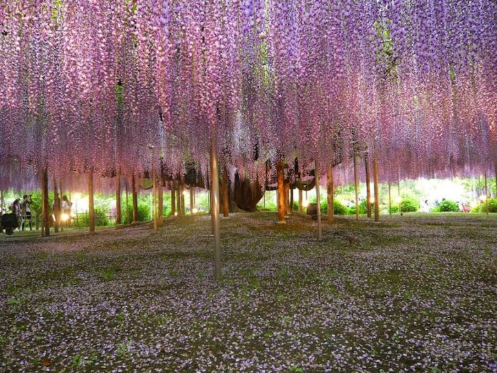 الشجرة الأجمل في العالم صور  Tree