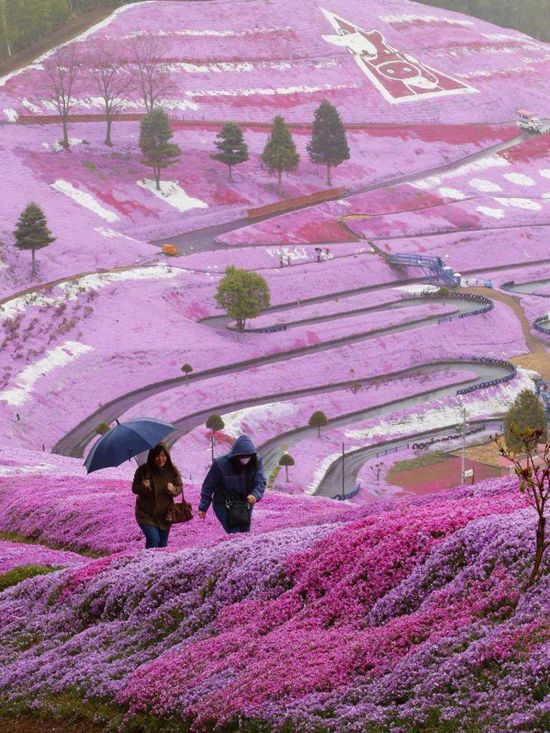  تلة الورد الأكثر من رائعة في هوكايدو – اليابان Takinoue-Flower-Park5