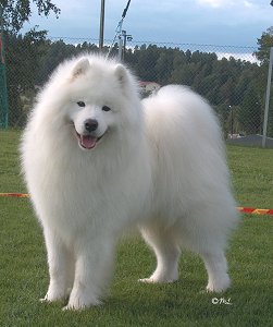 Samojed (samoyed) - Page 2 Porri_future1