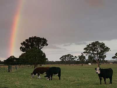 PICTURES - Monthly Theme Pictures (March) - Page 2 Rainbows-cows