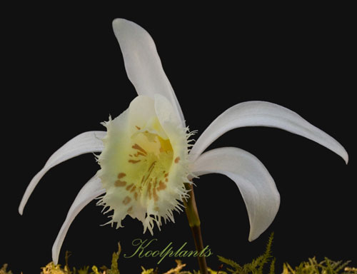 HOA GIEO TỨ TUYỆT 2 - Page 34 Pleione%20grandiflora