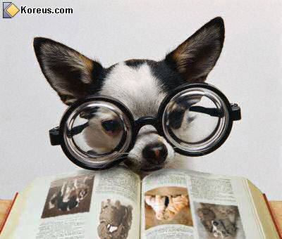 vote concours photo #4 : animaux intellos Chien_lunettes