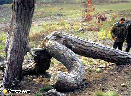 Les secrets de Chrichris *O* Arbre_sexe