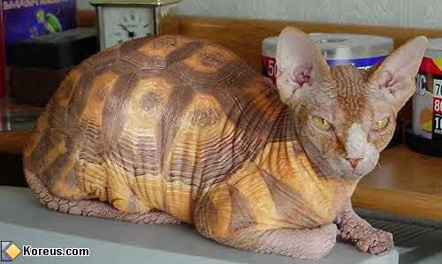 des images trop drôles !!!!!!!! Chat_tortue