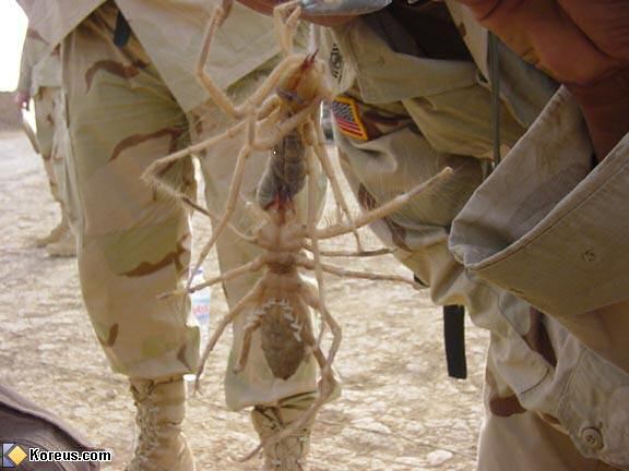 Araignée géante d'Irak. Camel_spider