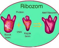 11.06.2017 PAZAR BULMACASI SAYI : 1628 Ribozom2-204x165