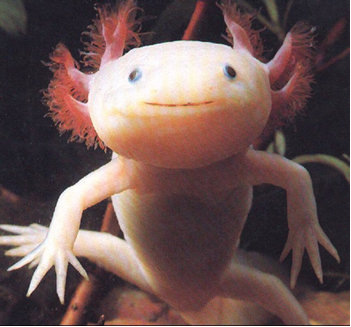 Miente sobre el de arriba - Página 4 Axolotl-foto-1