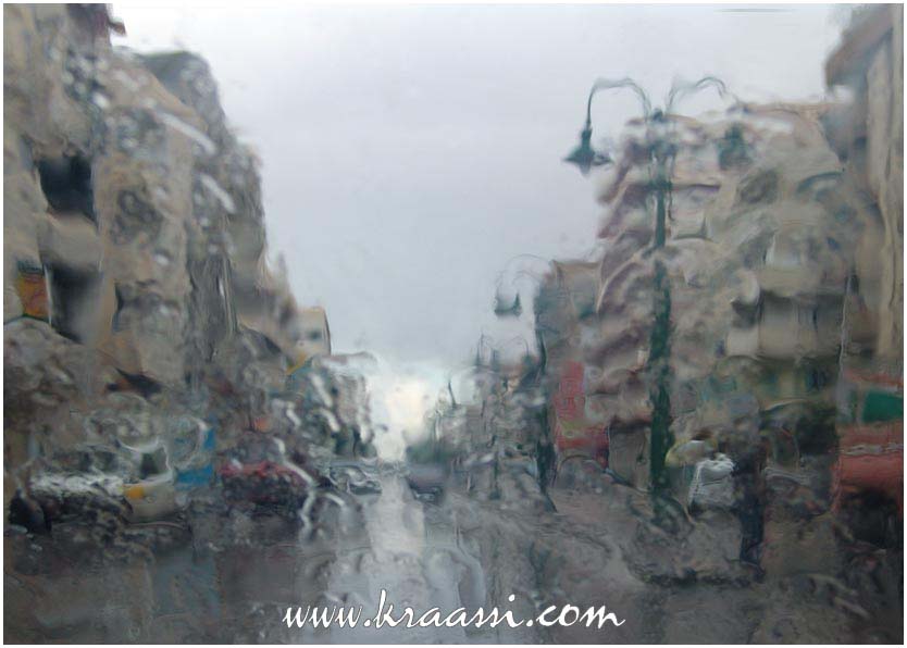 انثى برقة المطر Alexandria_3