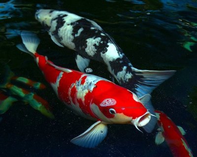 صور رائعة الانواع الاسماك Koi-fish-profile