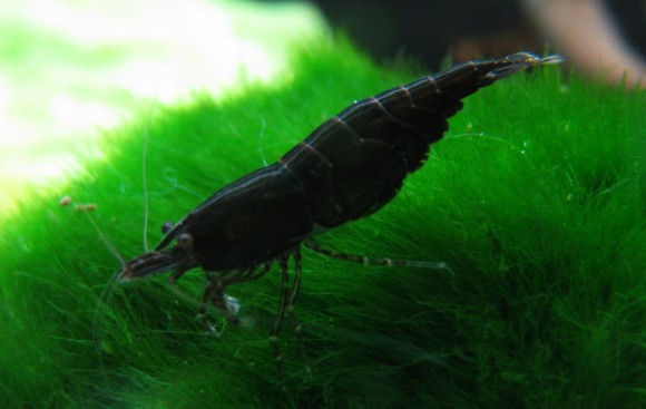 Crevette Néocaridina Black-sakura