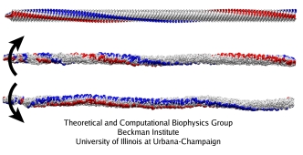 Flagellum, Behe's prime example of irreducible complexity Rot-thumbnail