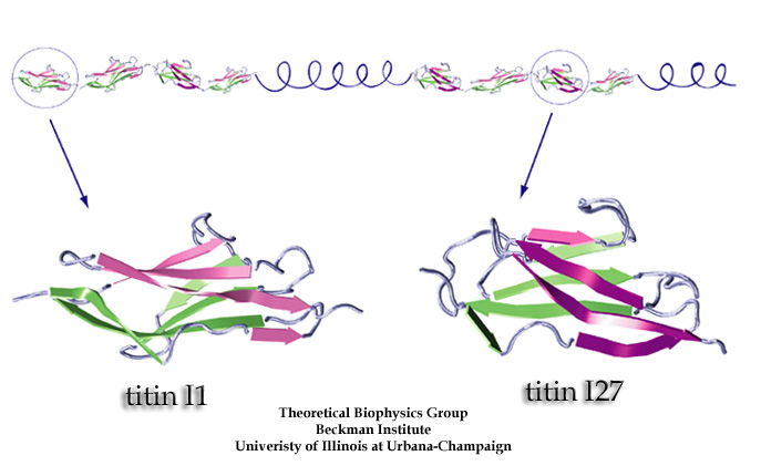 Protein Stucture and Function Titin