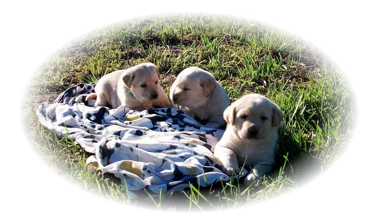 Montana's 4wk old lab pups Montanas_4wks