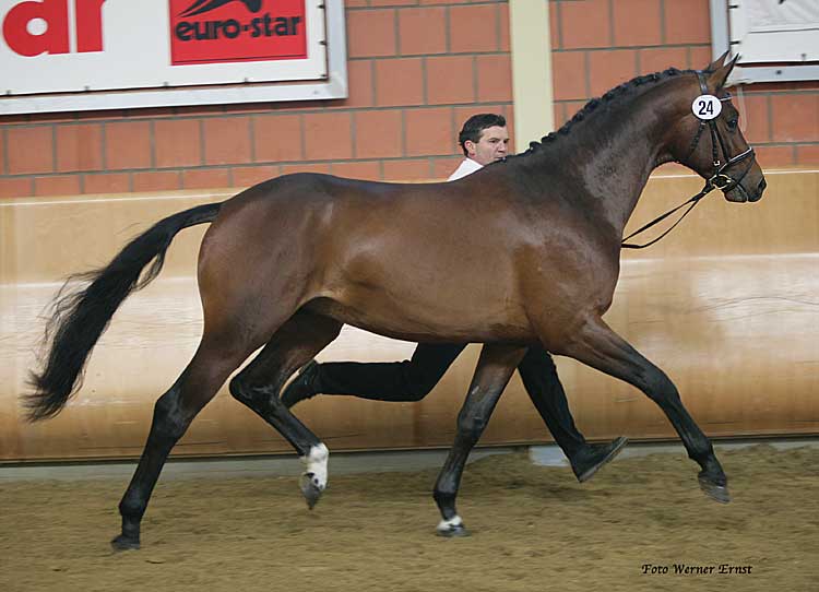 Trakehners Wickrath06-9g