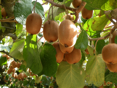 شجرة الكيوى Kiwi-tree