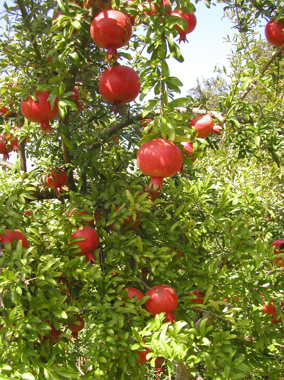  تعلمون ان الرمان يعالج 11 مرضا ؟ Pomegranate_2