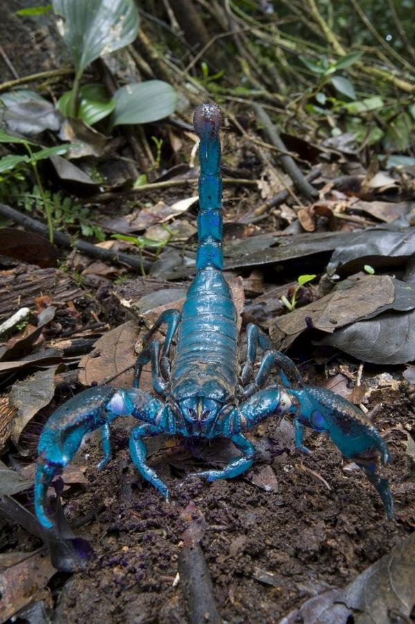 [صورة] عقرب ازرق اللون Blue Emperor Scorpion... سبحان الله Tpppo.5upkm172sy884804wcss8k44c.ae6egtt2xvk0sowk84g4ock8k.th