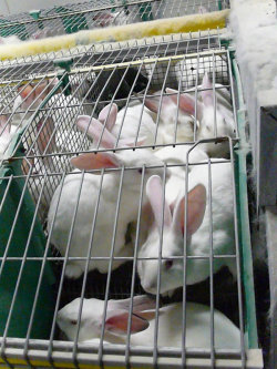 Ptition pour l'interdiction de l'levage des lapins en batterie Lapin-cage-petition