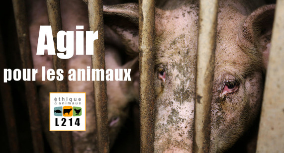 Protection animale...TOUTES LES PETITIONS ! - Page 10 Banniere-cochon-seyssel-571