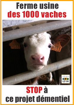 Les vaches en colère manifestent en janvier Veau-1000-vache-250