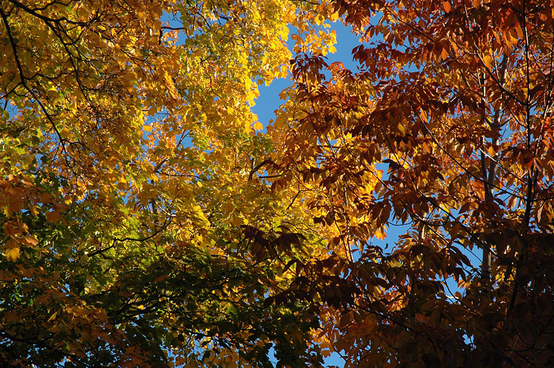 c'est l'automne en brun ou en roux 13-automne-montreal2