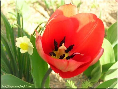 Dépose l'image d'une fleur  tous les mètres. - Page 22 Tulipe_et_narcisses