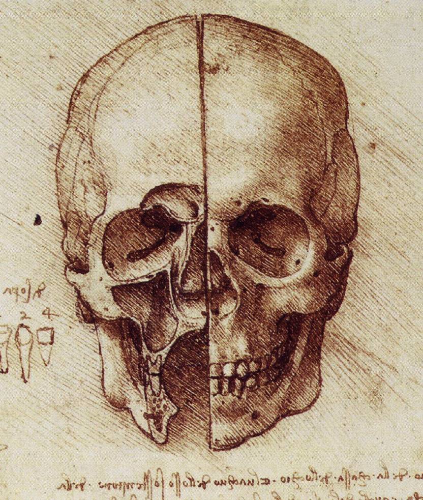 [Jeu] Association d'images - Page 8 Dessin-leonard-de-vinci-skull2-42