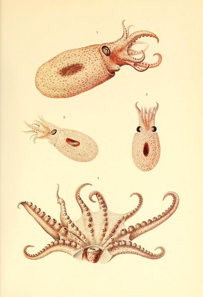 Poulpe fiction Dessin-illustration-poulpe-cephalopode-08