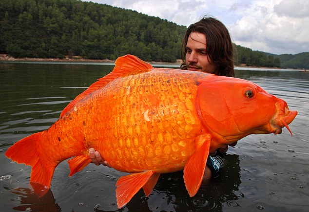 Un gros poisson ... [ Trouvé par Filoue ***] Gros-poisson-rouge