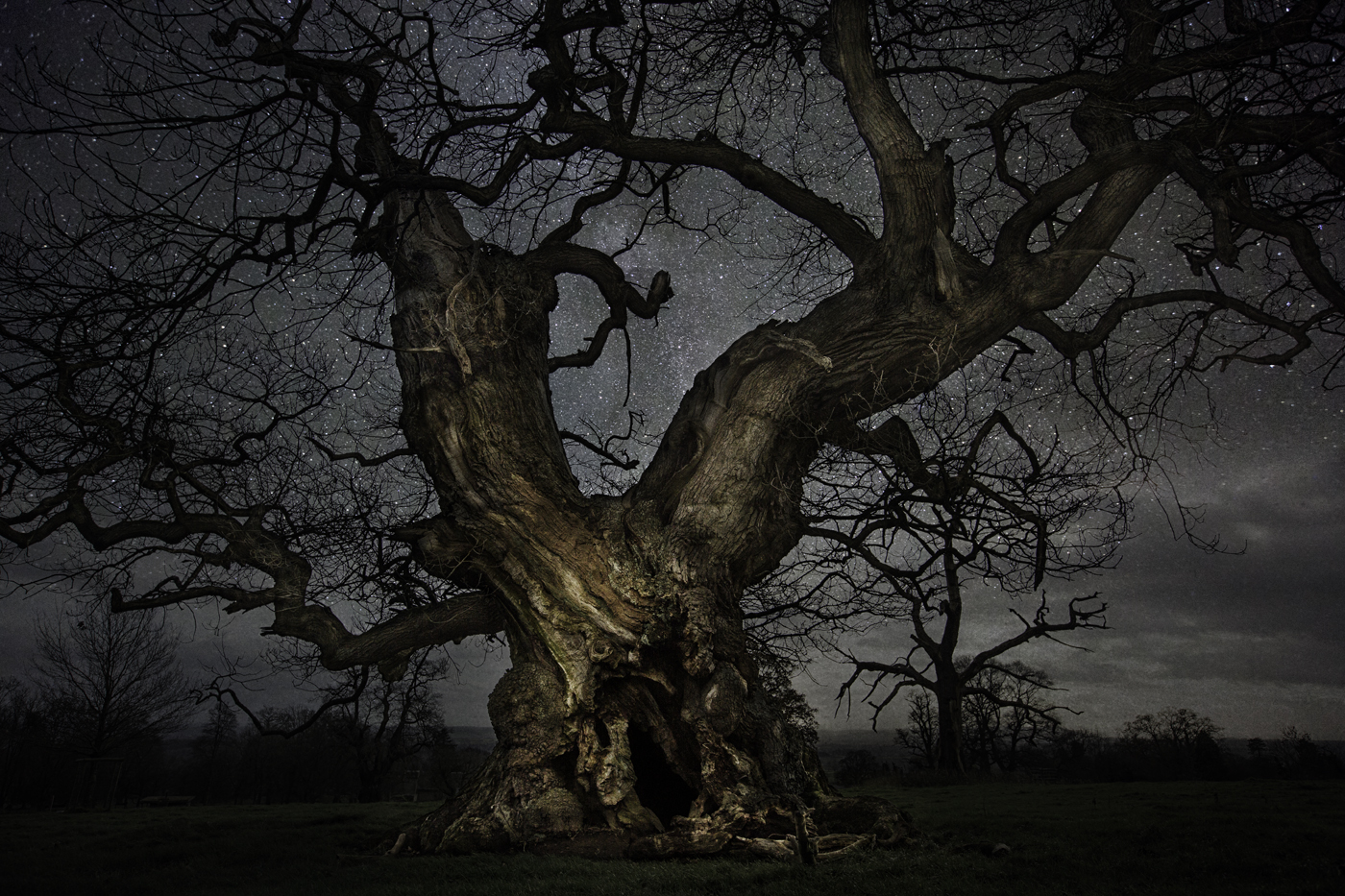 Les plus vieux arbres de la planète sous les étoiles ! By laboiteverte Beth-Moon-vieu-arbre-etoile-04