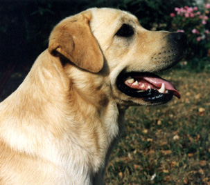 Le labrador Crotete