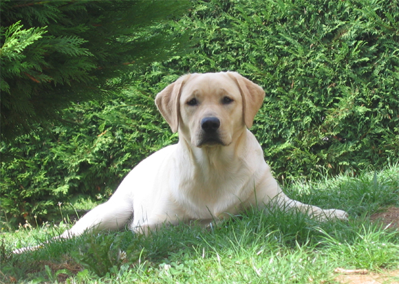 CHIEN labrador mâle Leo%20copie