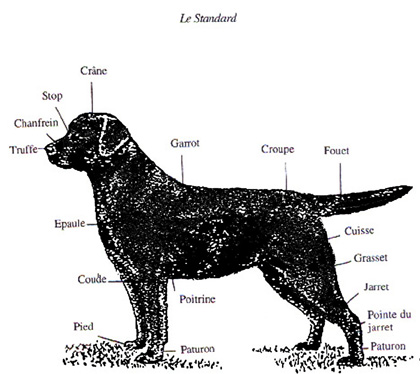 Le labrador Standard3