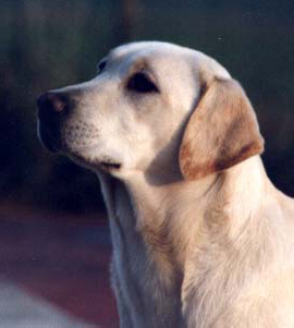 Le labrador Tilliade