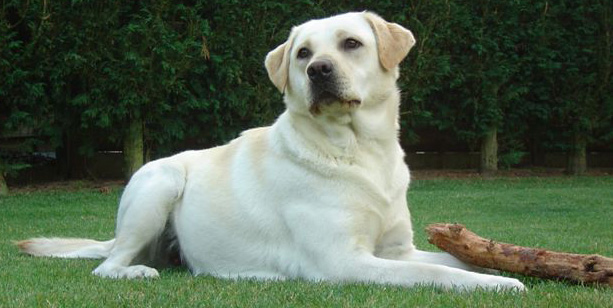 CHIEN labrador femelle Vi%20copie