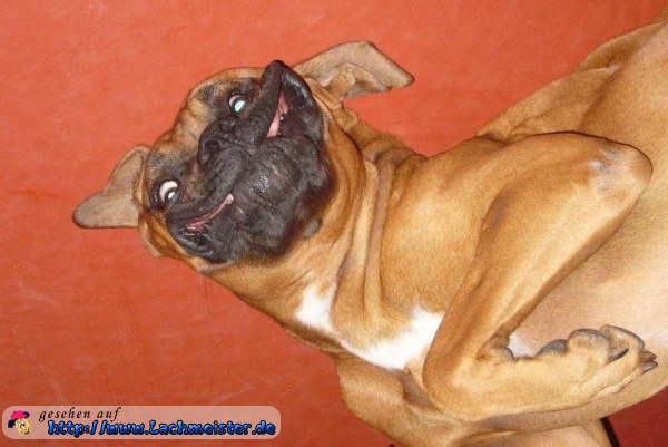 Funbilder Hunde Lustiges_bild_lach_mal_wieder