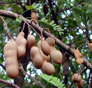 UNA RECETA UN POEMA Tamarindo