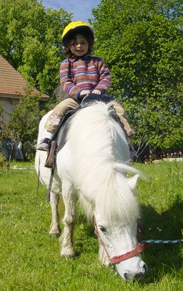 nos poney 487